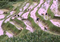  Revolution in the Rice Fields A Poetic Examination of Agricultural Transformation