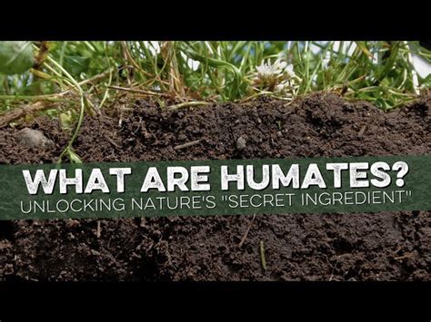  Learning from the Garden Masters: Unveiling Nature's Secrets Through Historical Wisdom